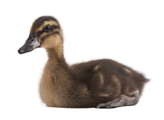 Duckling grey isolated on white background