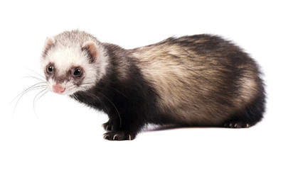 Grey ferret in full growth, isolated on white background