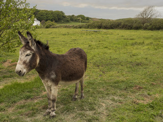 A brown donkey in a green field.