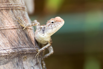 The Chameleon in nature