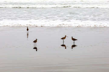 Curlew on the Sea Shore