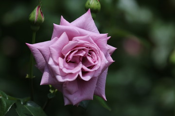 馬見丘陵公園のバラ園