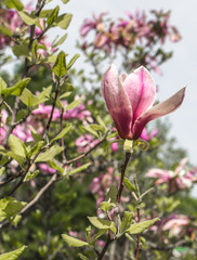tree and Magnolia flowers closeup