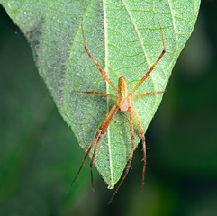 The spider