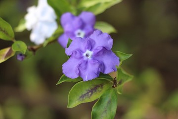 Yesterday Today and Tomorrow Flowers