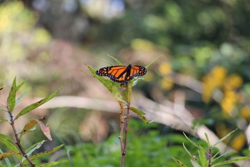 Monarch Butterfly