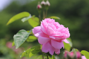 馬見丘陵公園のバラ