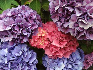 Natural Violet Bouquet