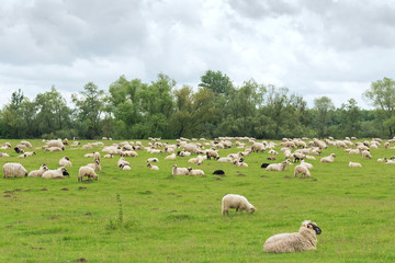 Obraz premium Pastoral scene, a flock of sheep