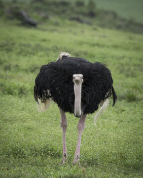 Oncoming Ostrich