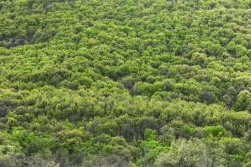 Fototapeta na wymiar High resolution forest texture