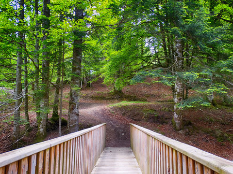 Fototapeta Wood Bridge at Irati Forest in Navarre Western Pyrenees Europe