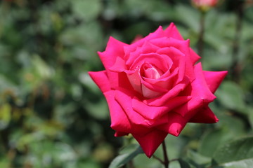 馬見丘陵公園のバラ園