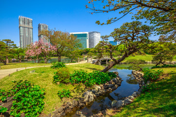 Naklejka premium Ogrody Hamarikyu, Tokio, Rzeka Sumida, dystrykt Chuo, Japonia. Orientalny ogród japoński podczas Hanami. Hama Rikyu kontrastuje z drapaczami chmur sąsiedniej dzielnicy Shiodome.