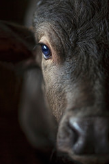 Black buffalo calves on the farm © Bart