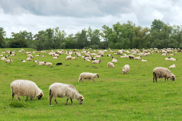 Obraz premium Pastoral scene, a flock of sheep