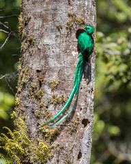 Naklejka premium Grand Resplendent Quetzal
