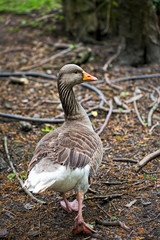 Greylag goose 