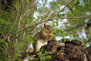 A brown squirrel sits in a tree and gnaws on a nut.