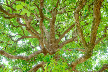 常緑樹、クスノキ、 エコロジー