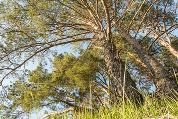 large pine trees grow on a forest hill and are lit by the rays of the setting sun, spring landscape