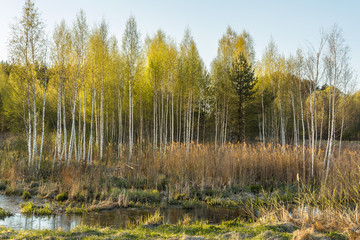 The spring landscape of the marsh at sunset, young birch trees grow among the high dry grass