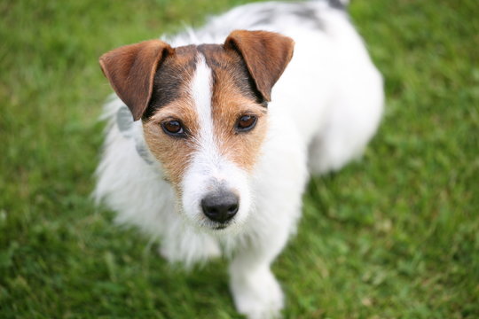 jack russell terrier