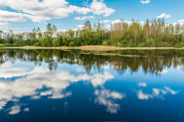Blue lake, the sky reflects the surface of the water with white clouds, on the horizon a dry reed and the forest grows from deciduous and needy tree species, the sunny spring landscape