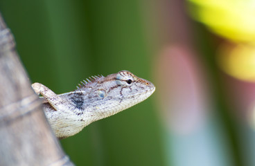 The Chameleon in nature