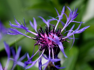 Gartenblume