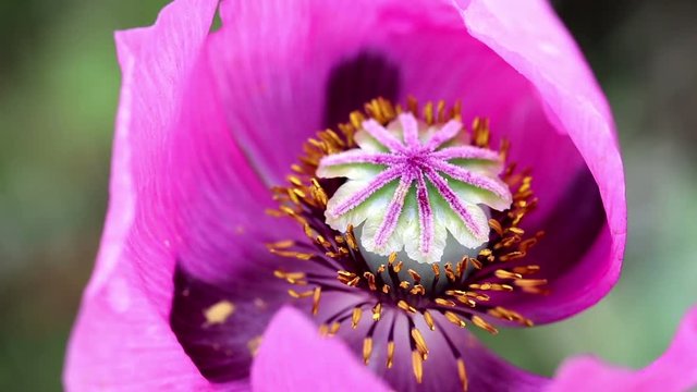 closeup of a pink Papaver somniferum (opium poppy) wild flower