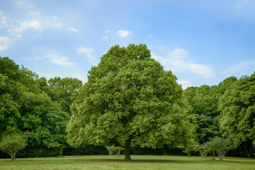 公園の樹木と青い空