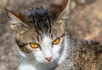 Gato com olhos laranja.