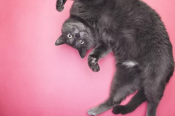 Photo sur Plexiglas Chat chat drôle gris posant sur le fond rose