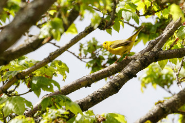 male Wilson's Warbler