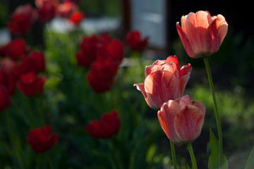 Flowers tulips are red-yellow on a background of green