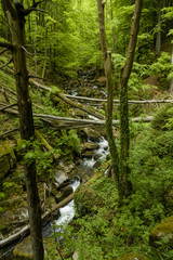 Mountain stream, river flowing through dense forest. Bistriski Vintgar