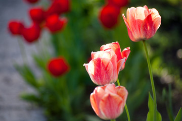 Flowers tulips are red-yellow on a background of green