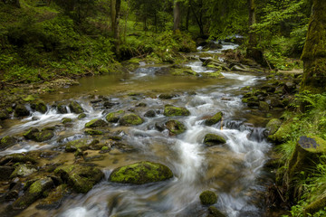 Mountain stream, river flowing through dense forest. Bistriski Vintgar