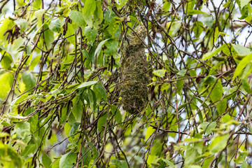 American bushtit nest
