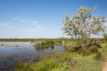 Landscape in Danube Delta, Romania.