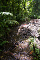 Fototapeta premium Forêt tropicale