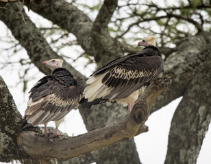 White Headed Vultures in Tree, Serengeti