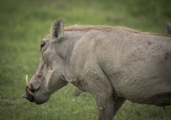 Obraz premium Warthog Closeup