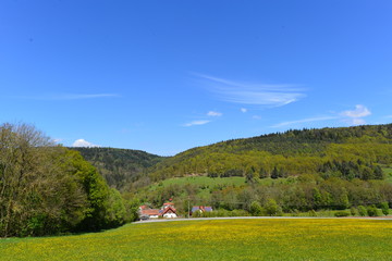Fototapeta na wymiar Blumenwiese in Donaustauf Bayern