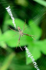 The spider