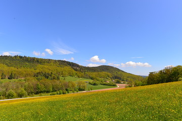 Blumenwiese in Donaustauf Bayern