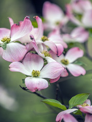 Obraz premium Dogwood tree in spring