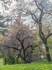 Fototapeta na wymiar Central Park, New York City spring