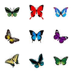 Obraz na płótnie Canvas Realistic Birdwing, Demophoon, Bluewing And Other Vector Elements. Set Of Moth Realistic Symbols Also Includes Purple, Fly, Malachite Objects.